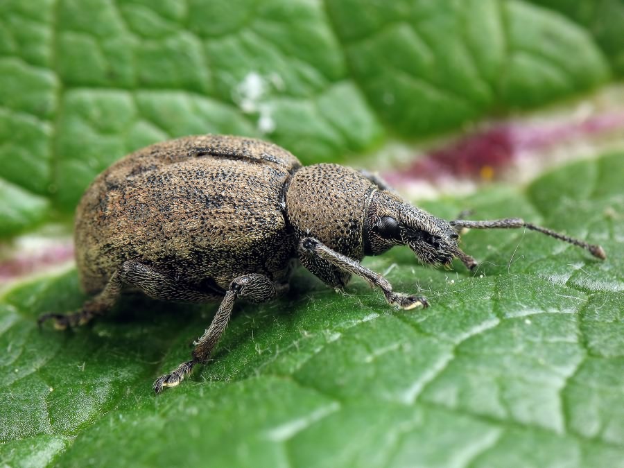 Otiorhynchus ligustici (Linnaeus, 1758)